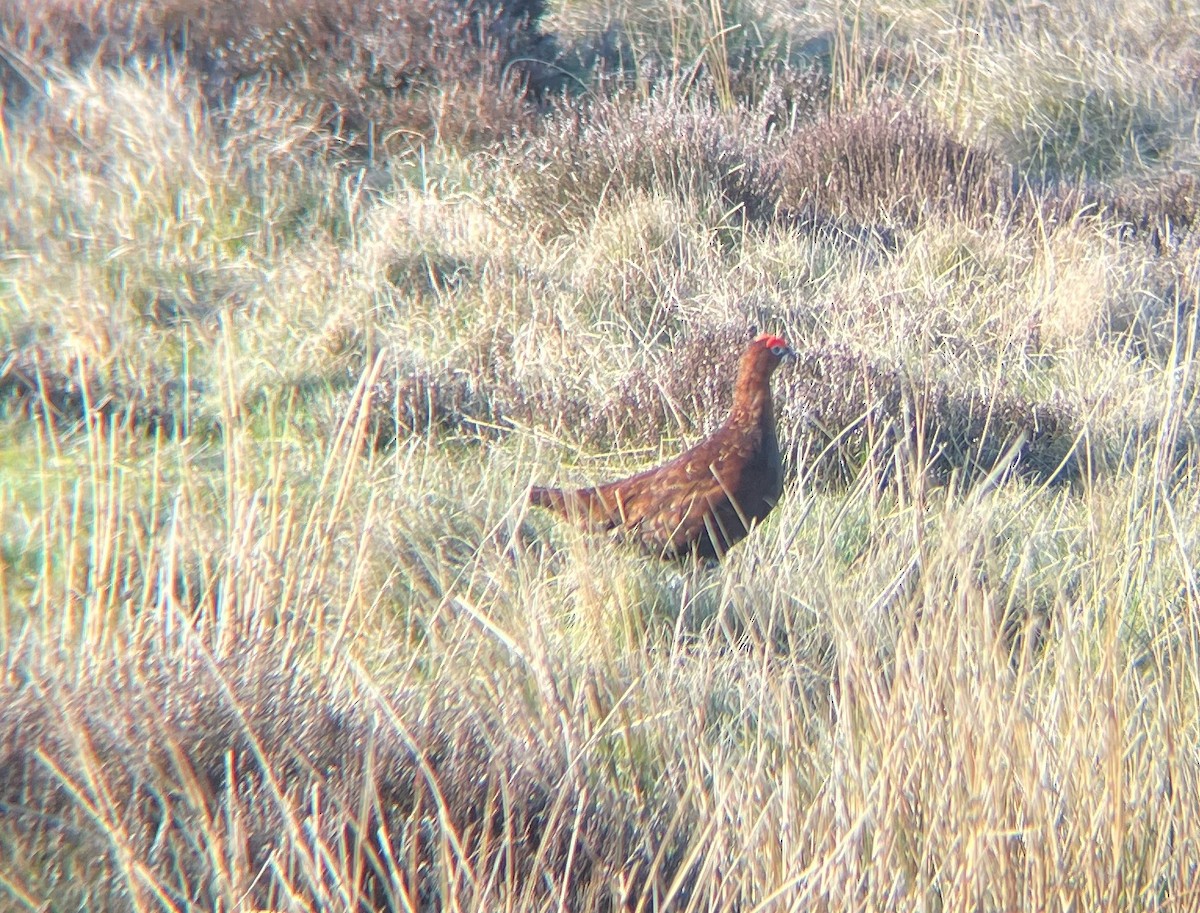 Willow Ptarmigan (Red Grouse) - ML554700001