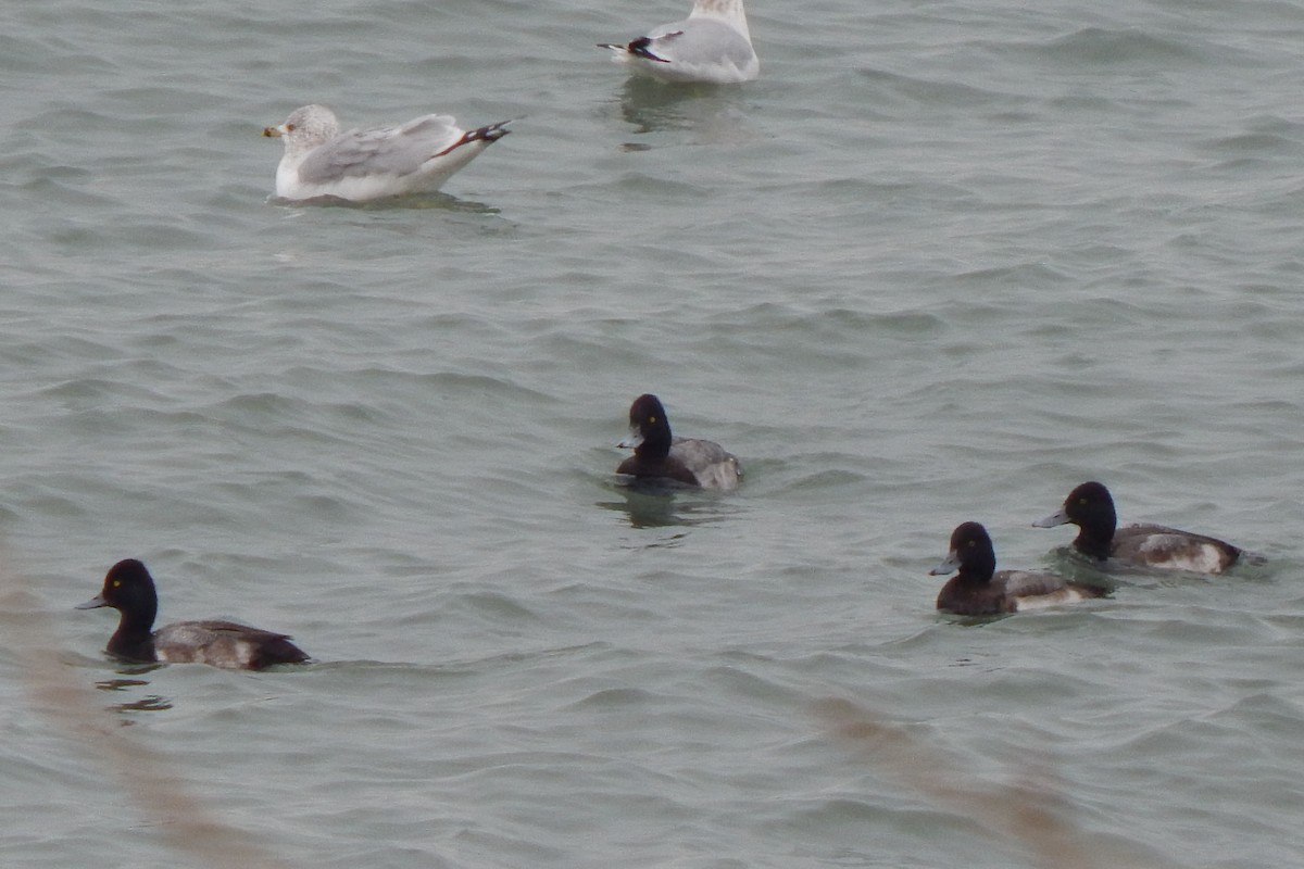 Lesser Scaup - ML554702391