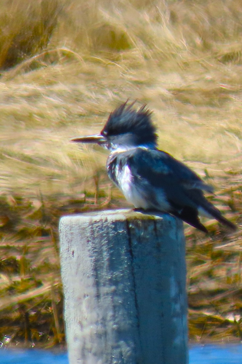Belted Kingfisher - ML554702821