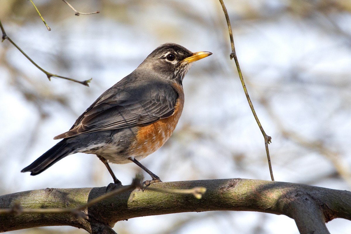 American Robin - ML554703381