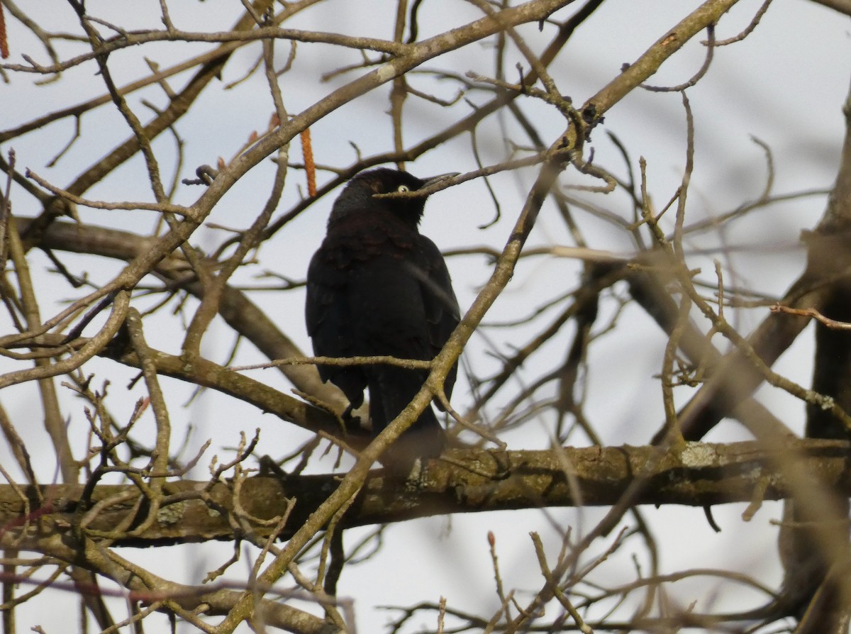 Rusty Blackbird - ML554703881