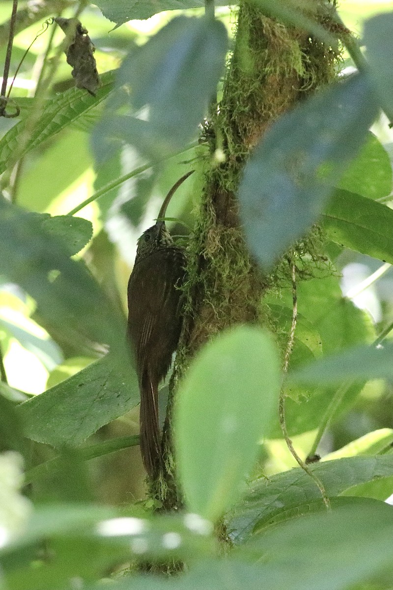 Brown-billed Scythebill - ML554704941