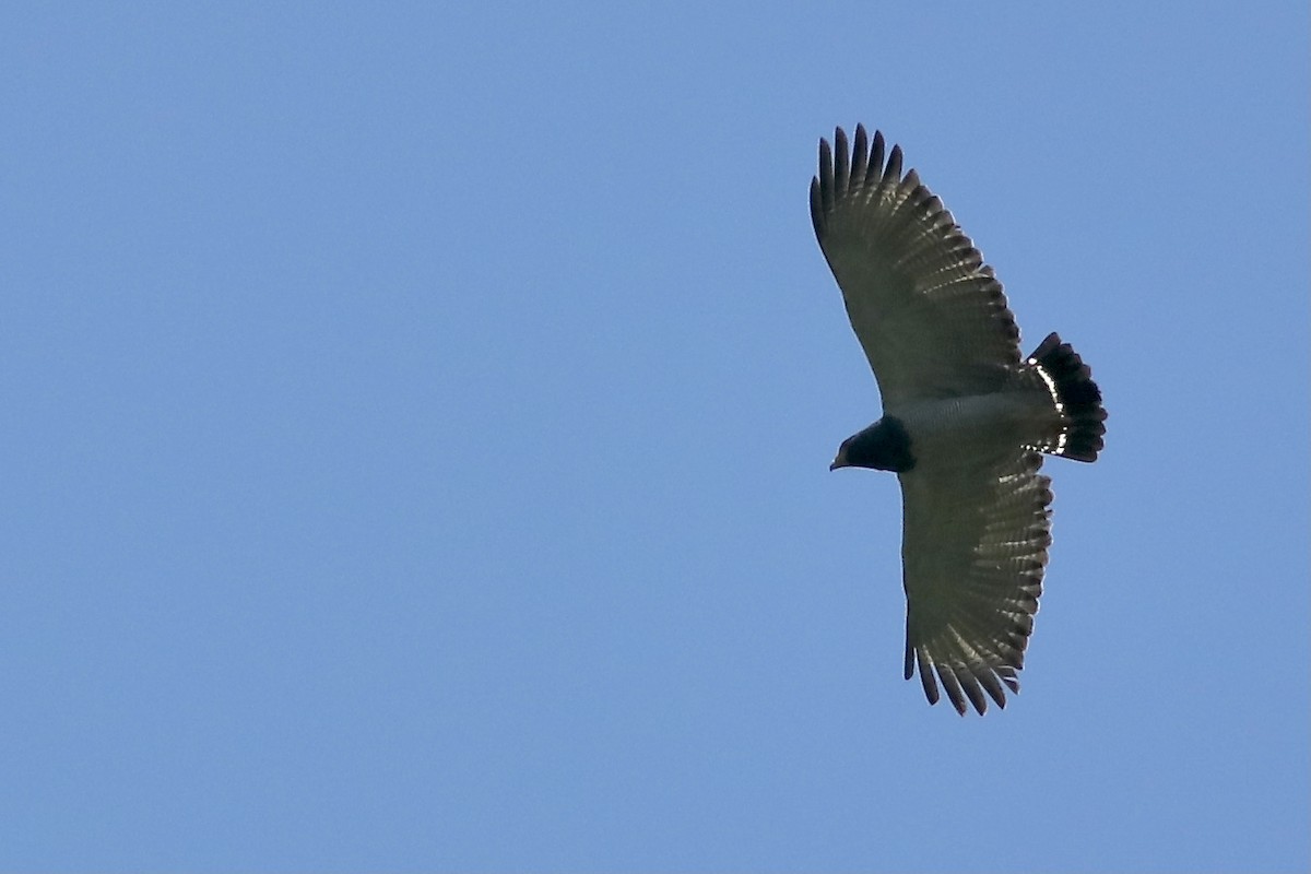 Barred Hawk - ML554706951
