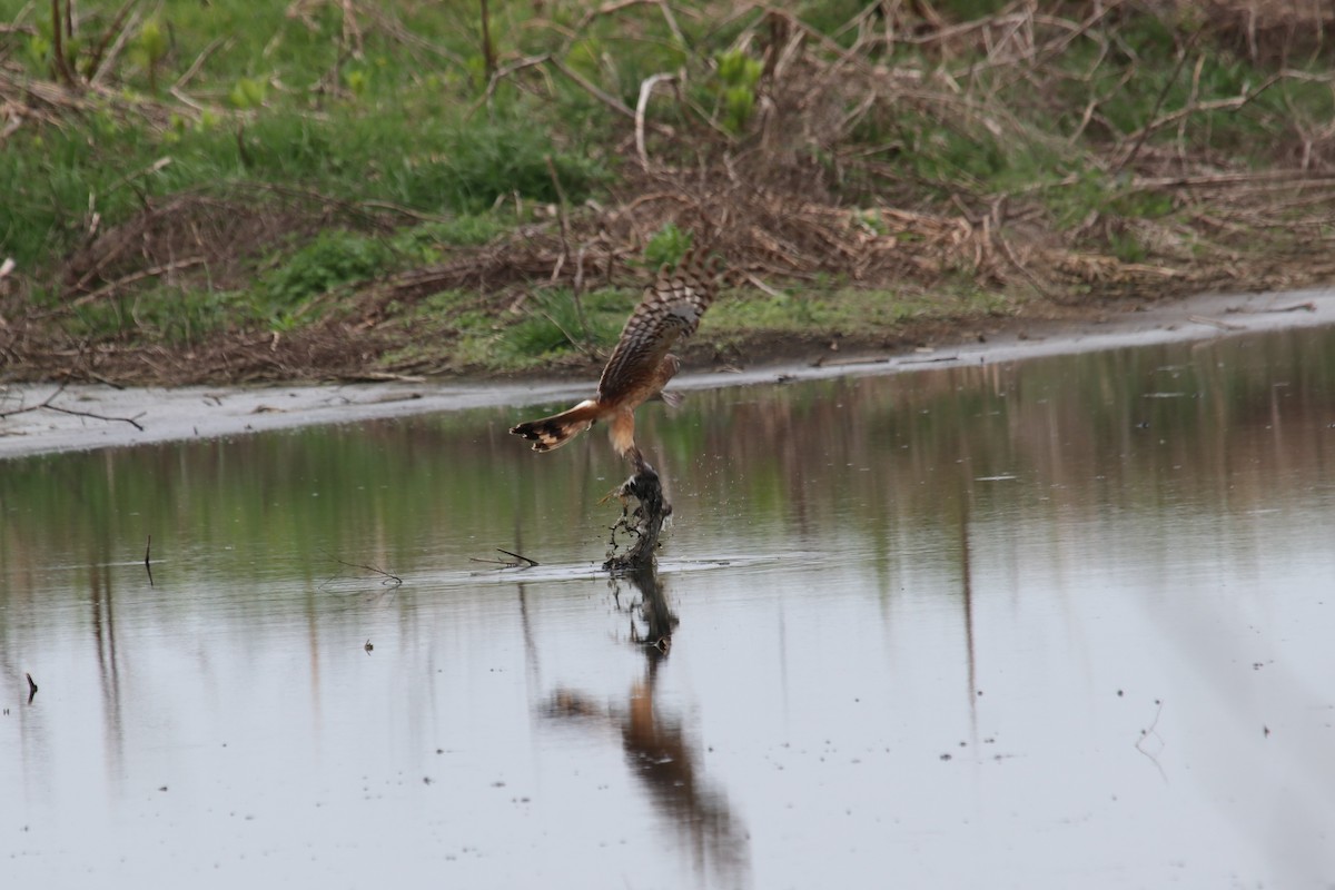 Northern Harrier - ML554707211