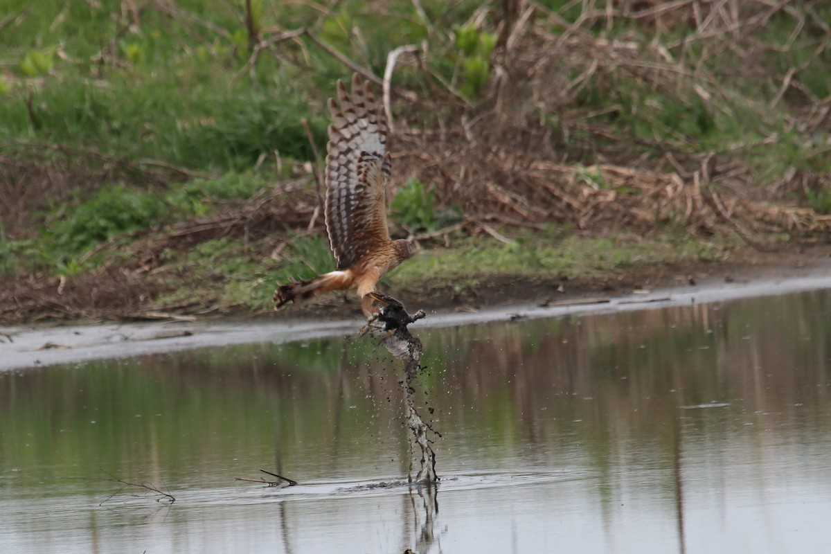 Northern Harrier - ML554707221