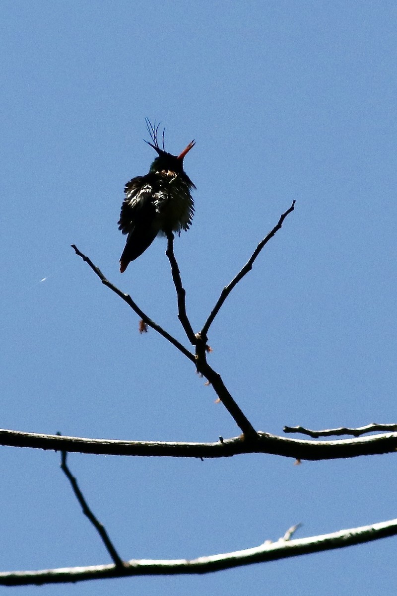 Black-crested Coquette - Peter Lewis