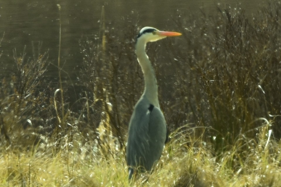 Gray Heron - ML554708681