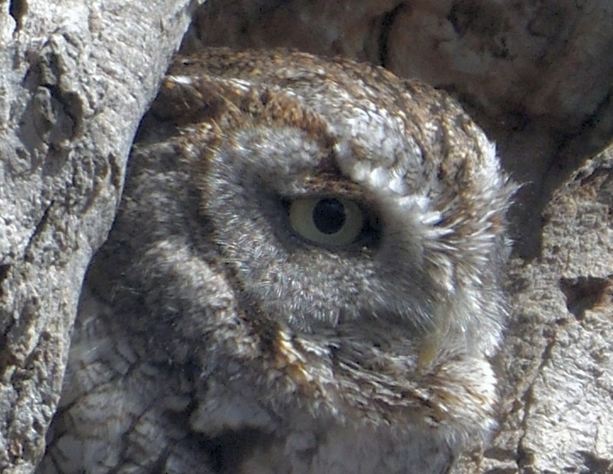 Eastern Screech-Owl - ML554711041