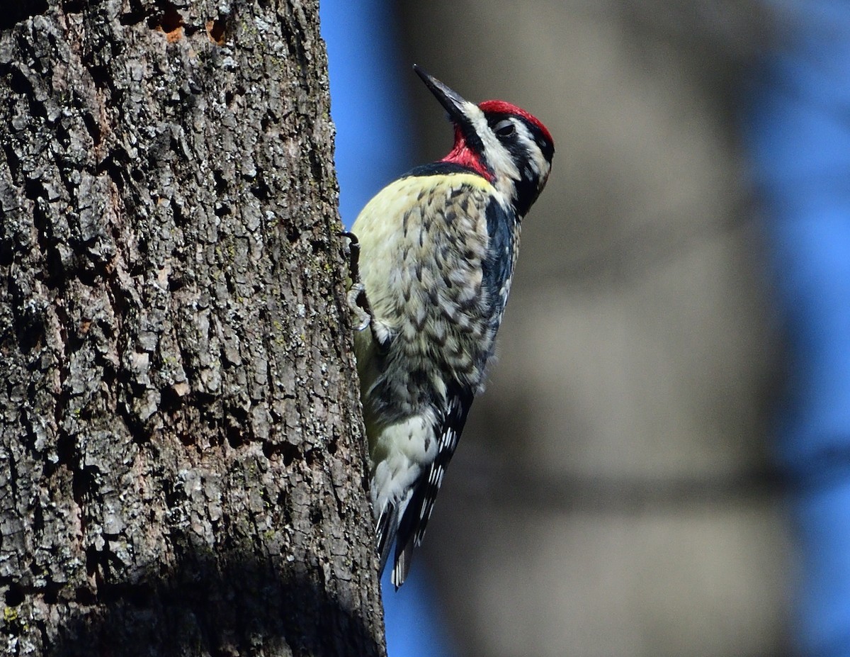 Yellow-bellied Sapsucker - ML554711311