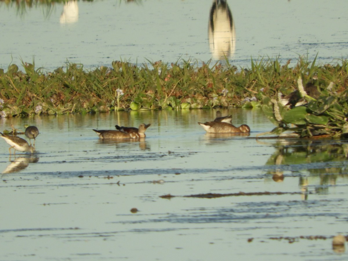 Ringed Teal - ML554711741