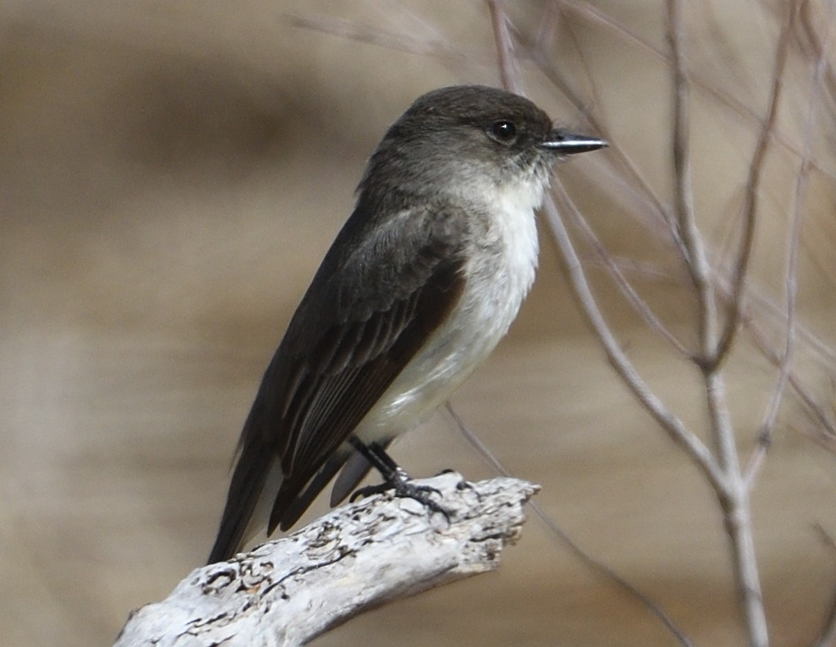 Eastern Phoebe - ML554711831