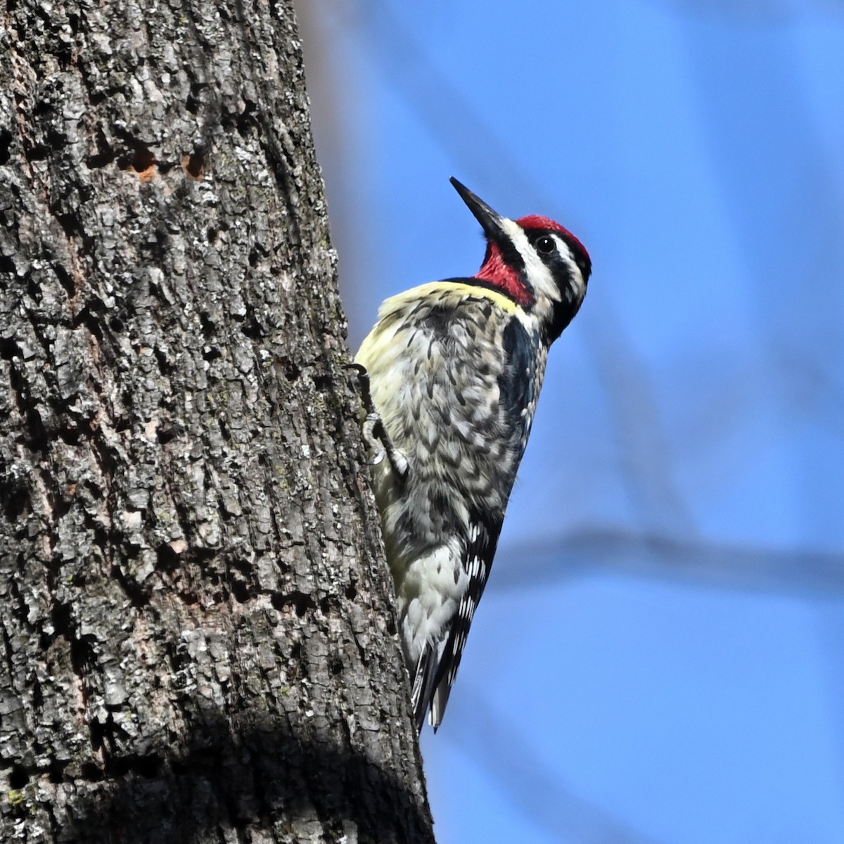 Yellow-bellied Sapsucker - ML554711921