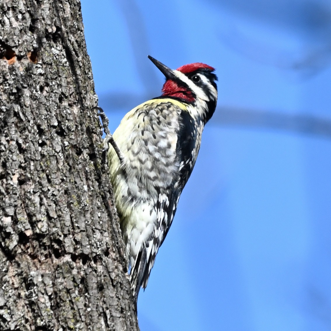 Yellow-bellied Sapsucker - ML554711941