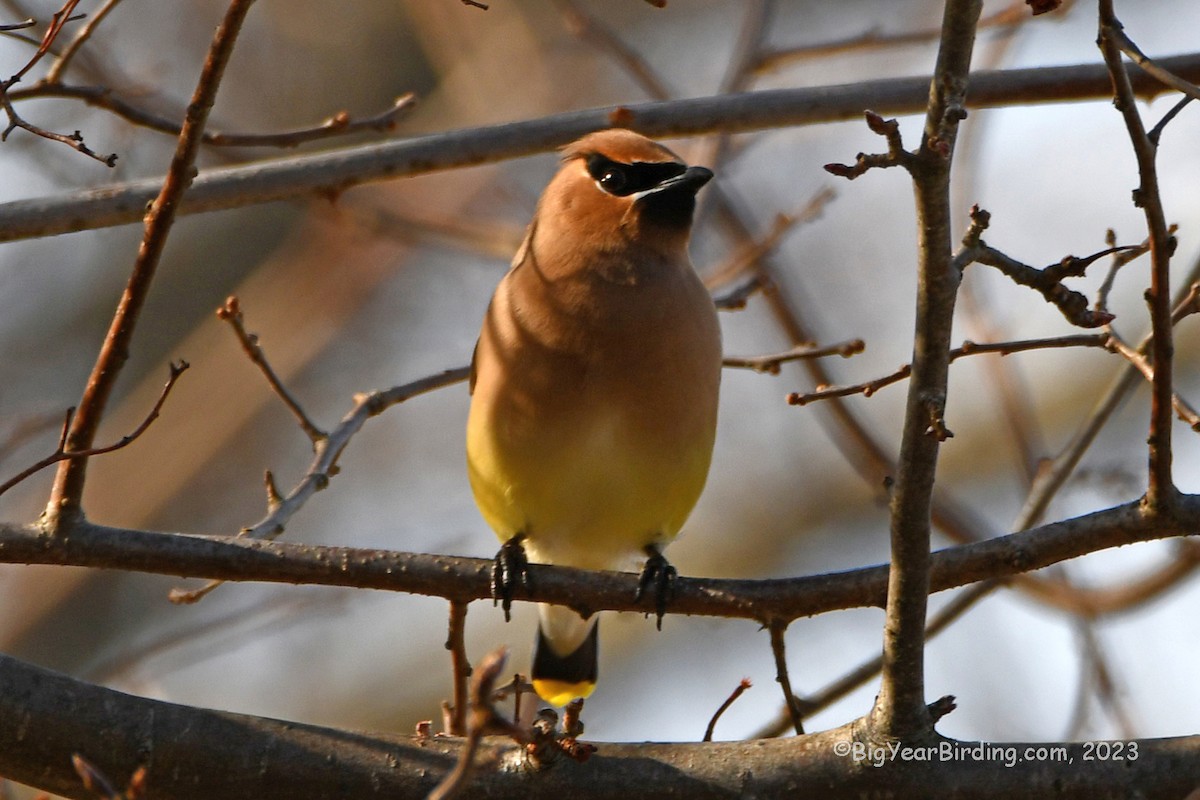 Cedar Waxwing - ML554712081