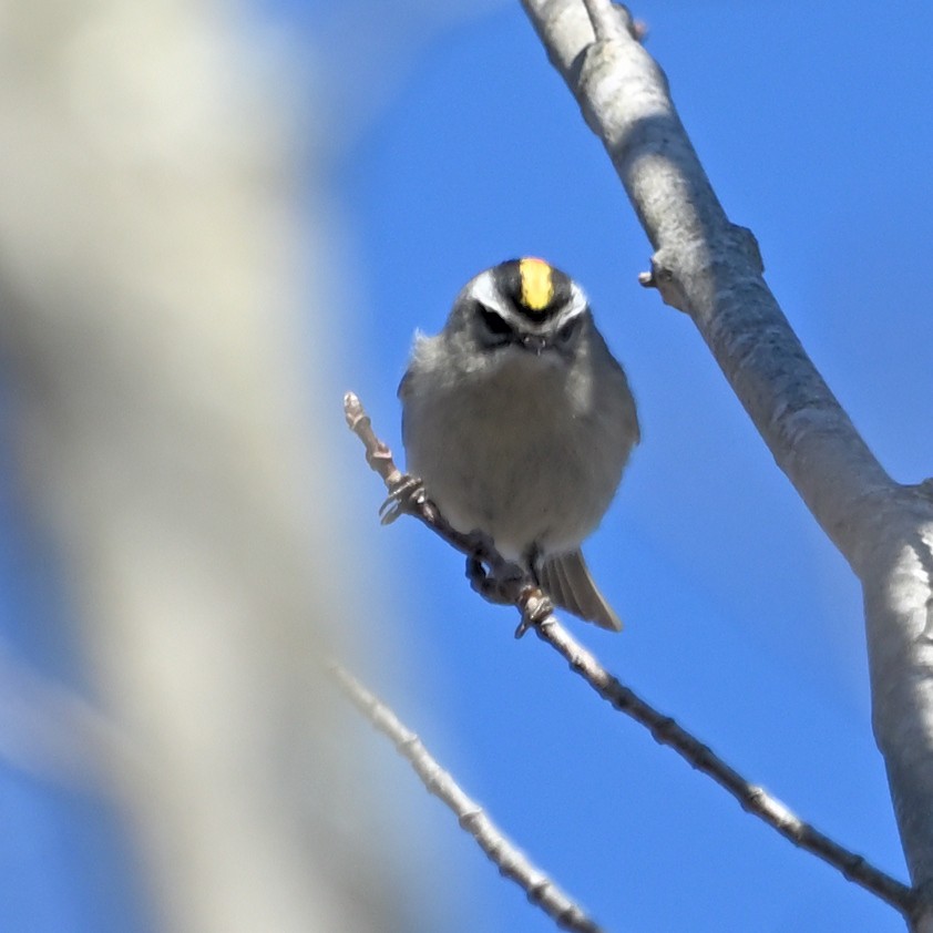 Golden-crowned Kinglet - ML554712541