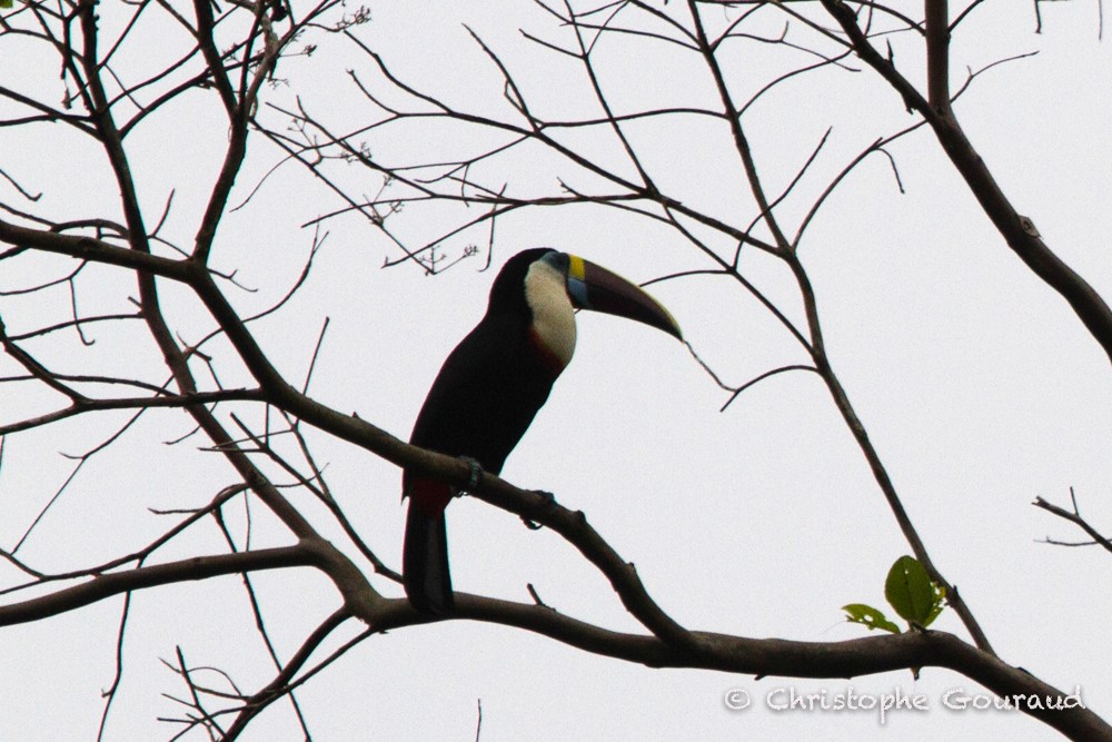 White-throated Toucan - Christophe Gouraud