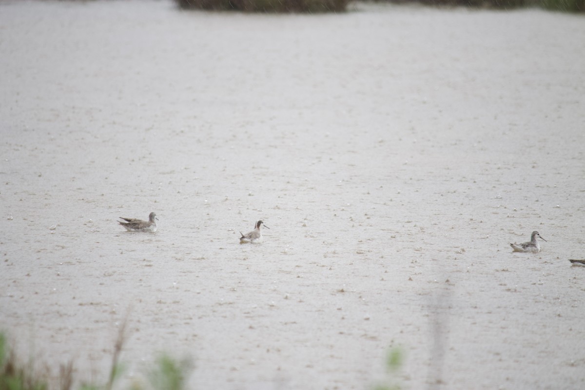 Phalarope de Wilson - ML554713071