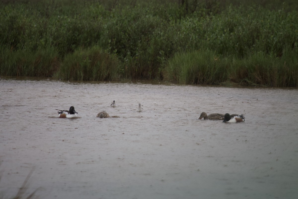 Wilson's Phalarope - ML554713551