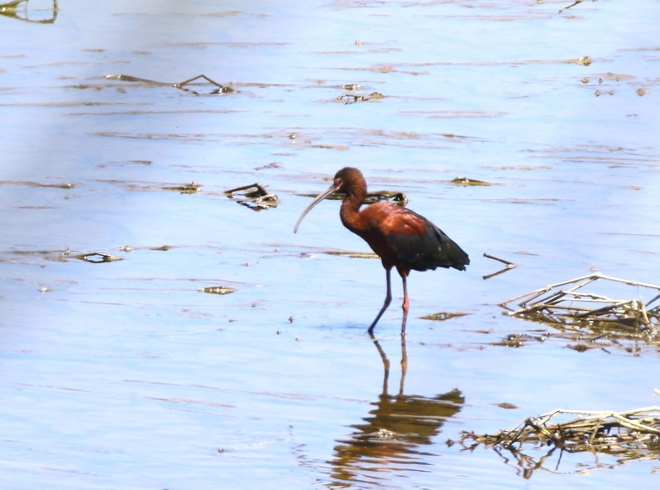 White-faced Ibis - ML554713951