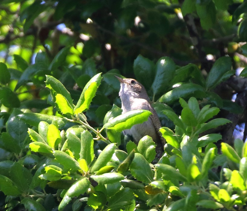 House Wren - C. Jackson