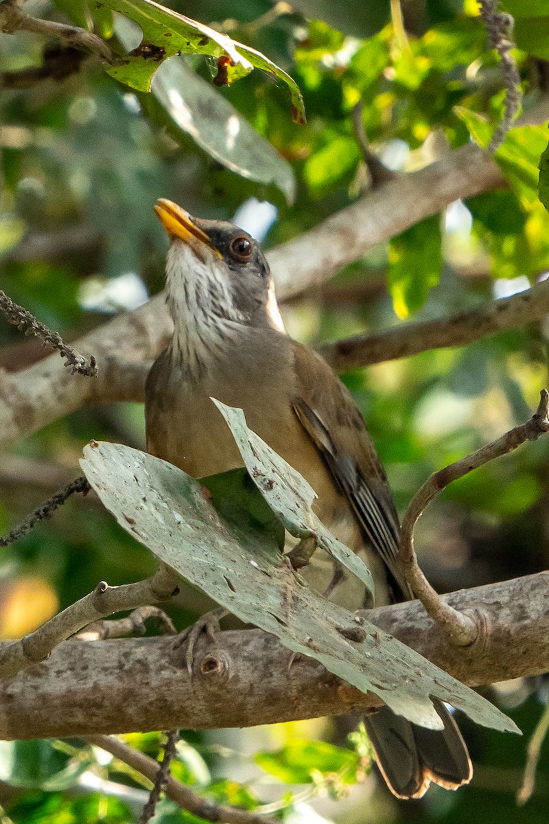 Rufous-backed Robin (Grayson's) - ML554715461