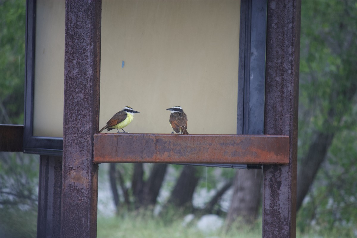 Tyran quiquivi - ML554717051