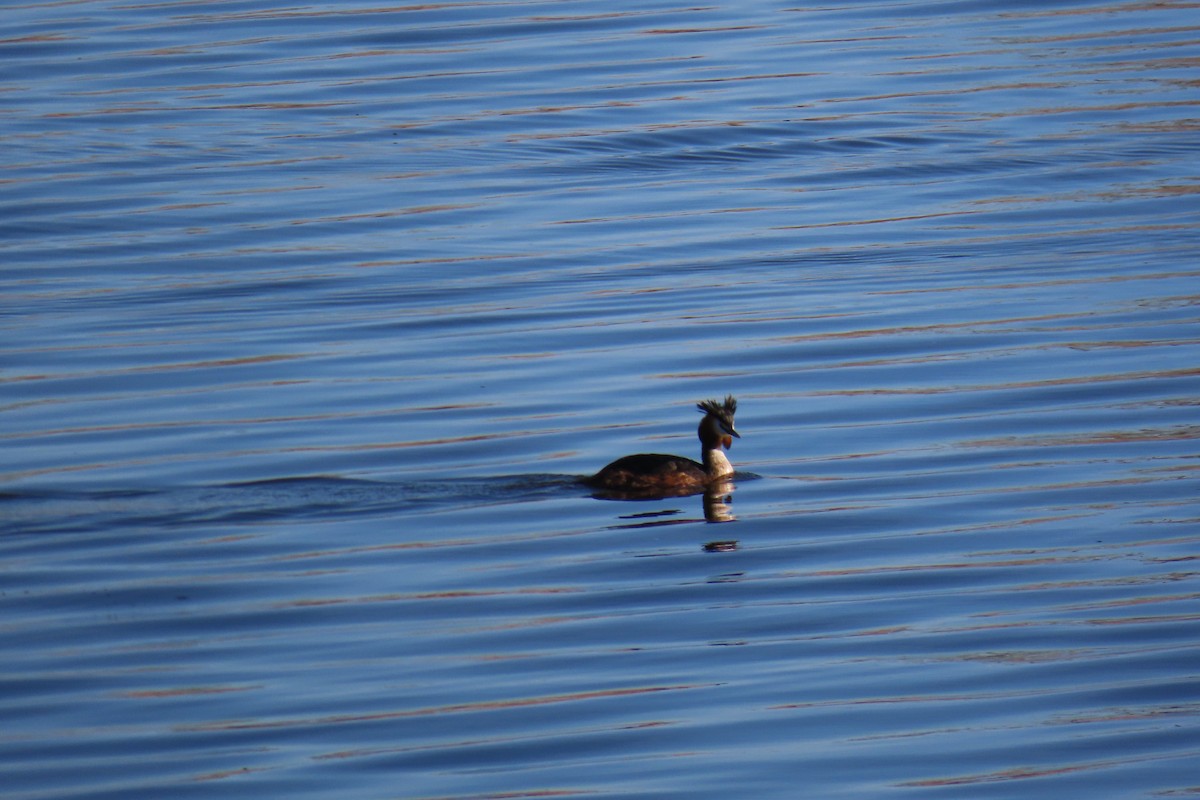 Great Crested Grebe - ML554717361