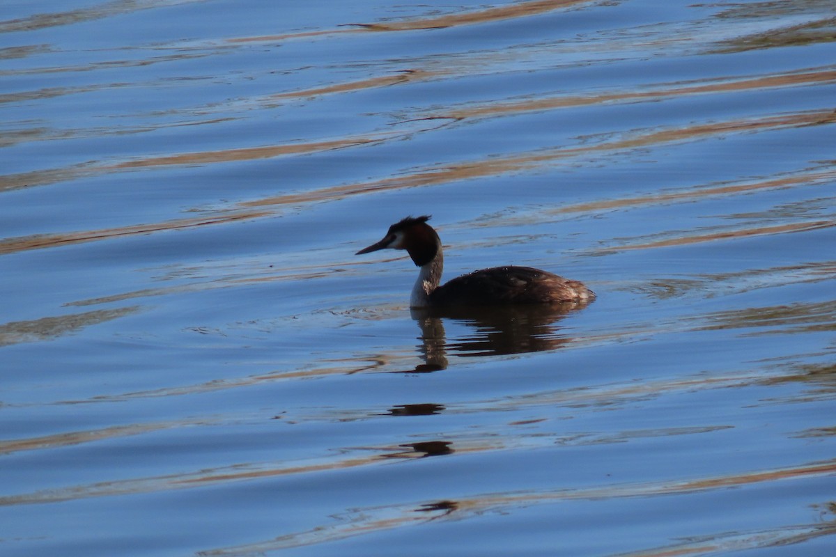 Great Crested Grebe - ML554717381
