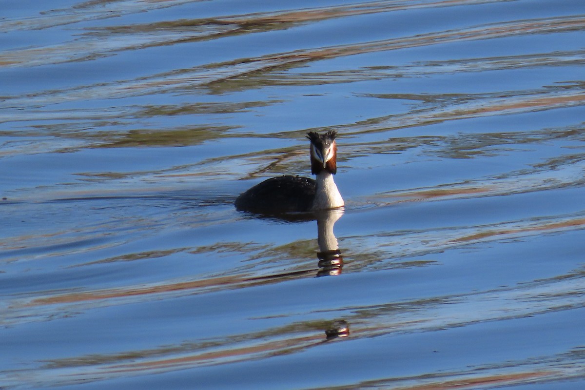 Great Crested Grebe - ML554717451