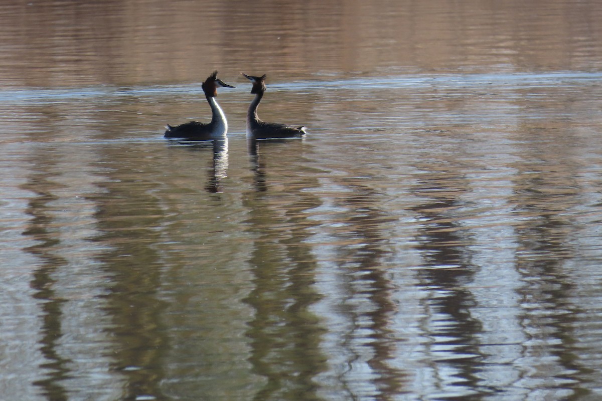 Great Crested Grebe - ML554717471