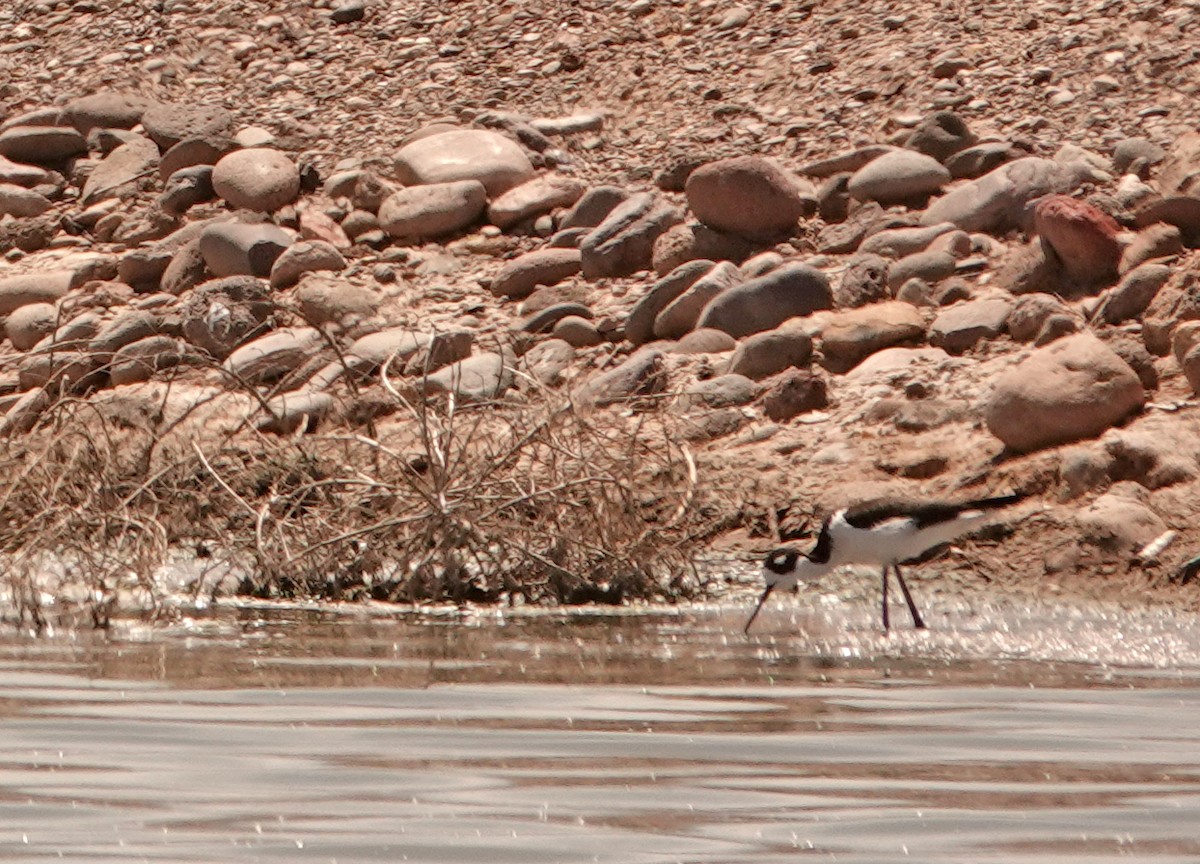 Black-necked Stilt - ML554717831