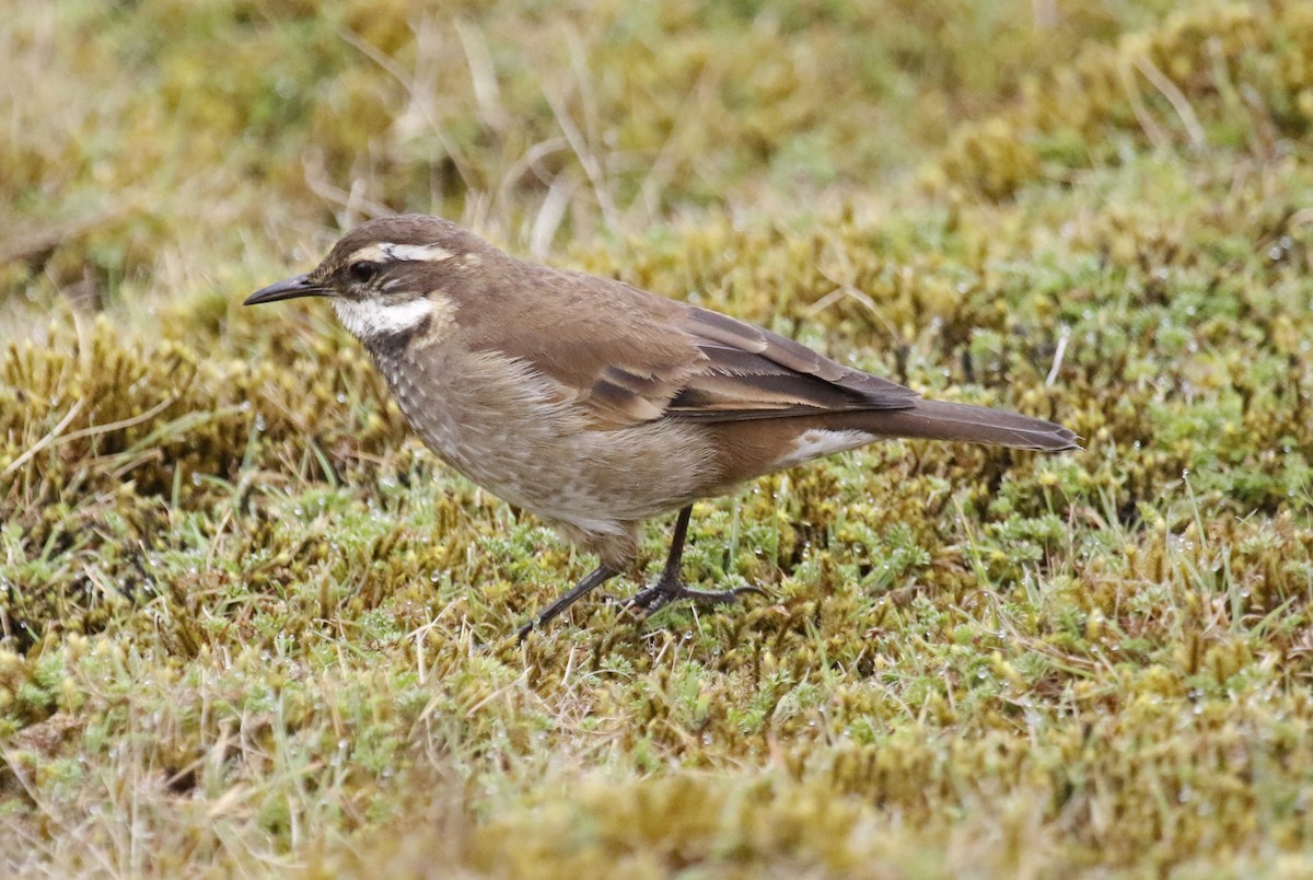 Chestnut-winged Cinclodes - Geert Bouke Kortleve