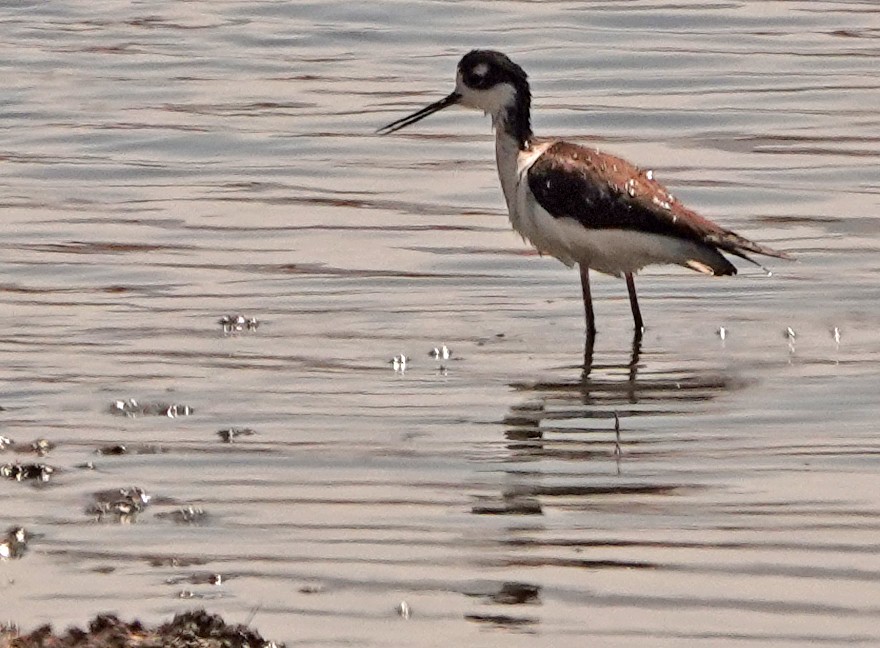 Black-necked Stilt - ML554718361