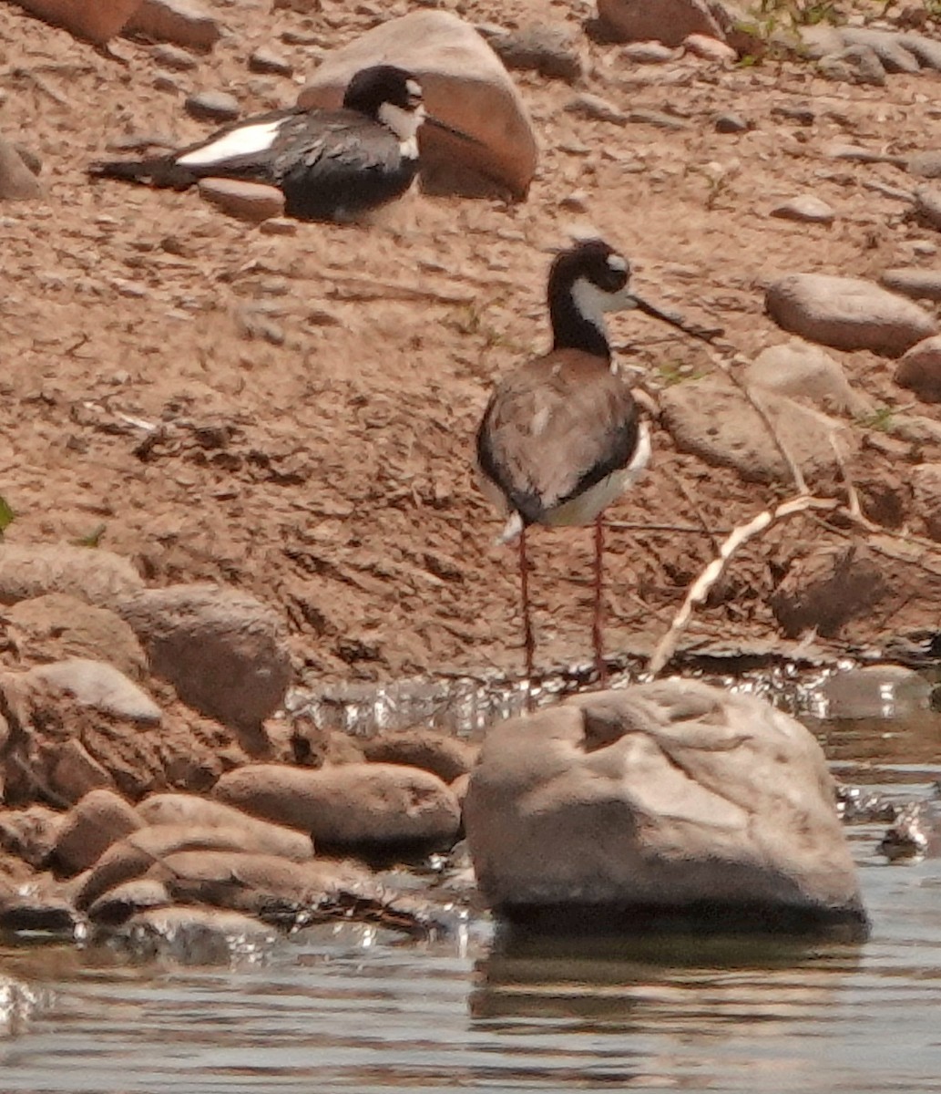 Black-necked Stilt - ML554718601