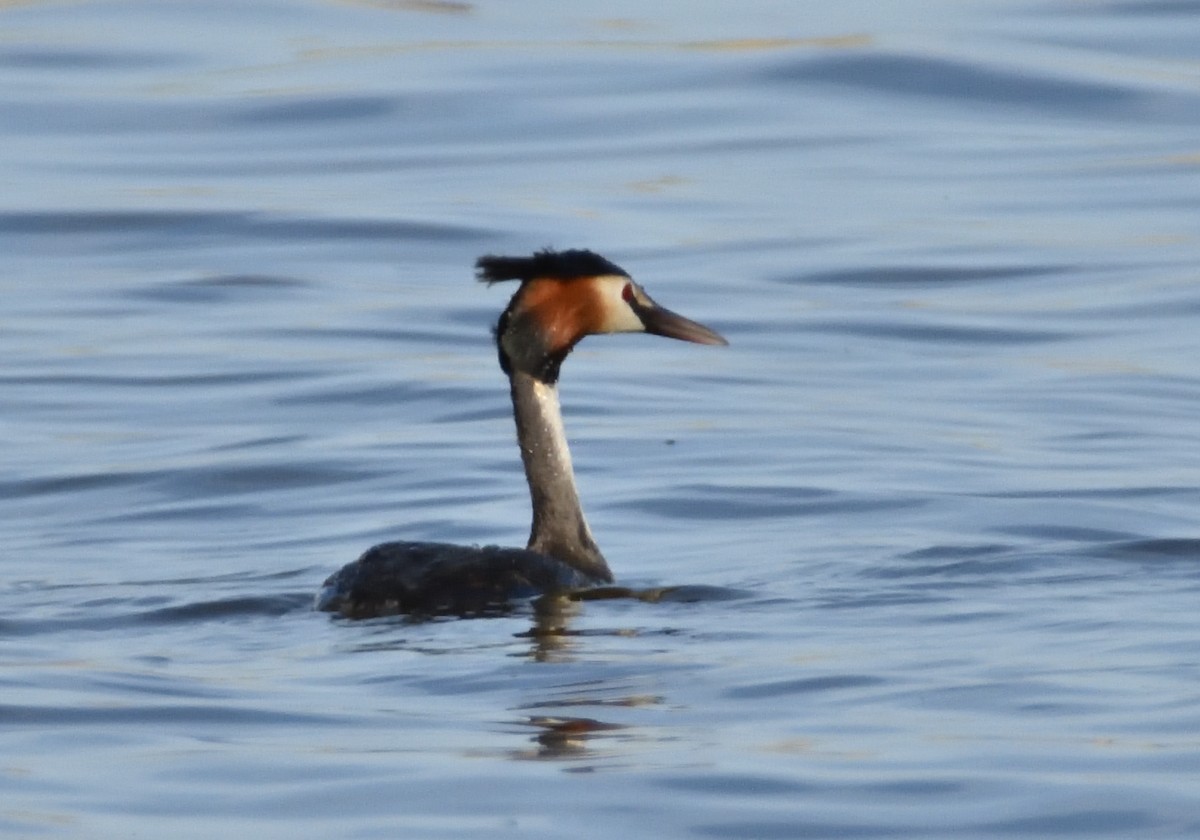 Great Crested Grebe - ML554718801