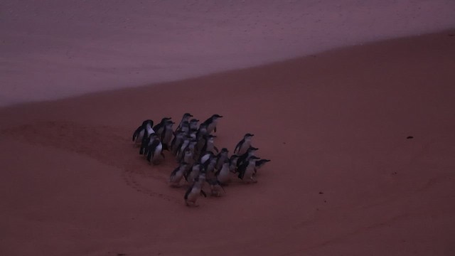 コビトペンギン - ML554719661