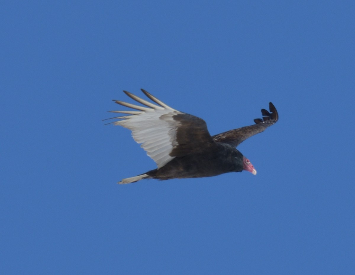 Turkey Vulture - ML554720071