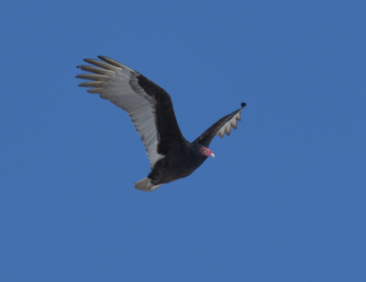 Turkey Vulture - ML554720081