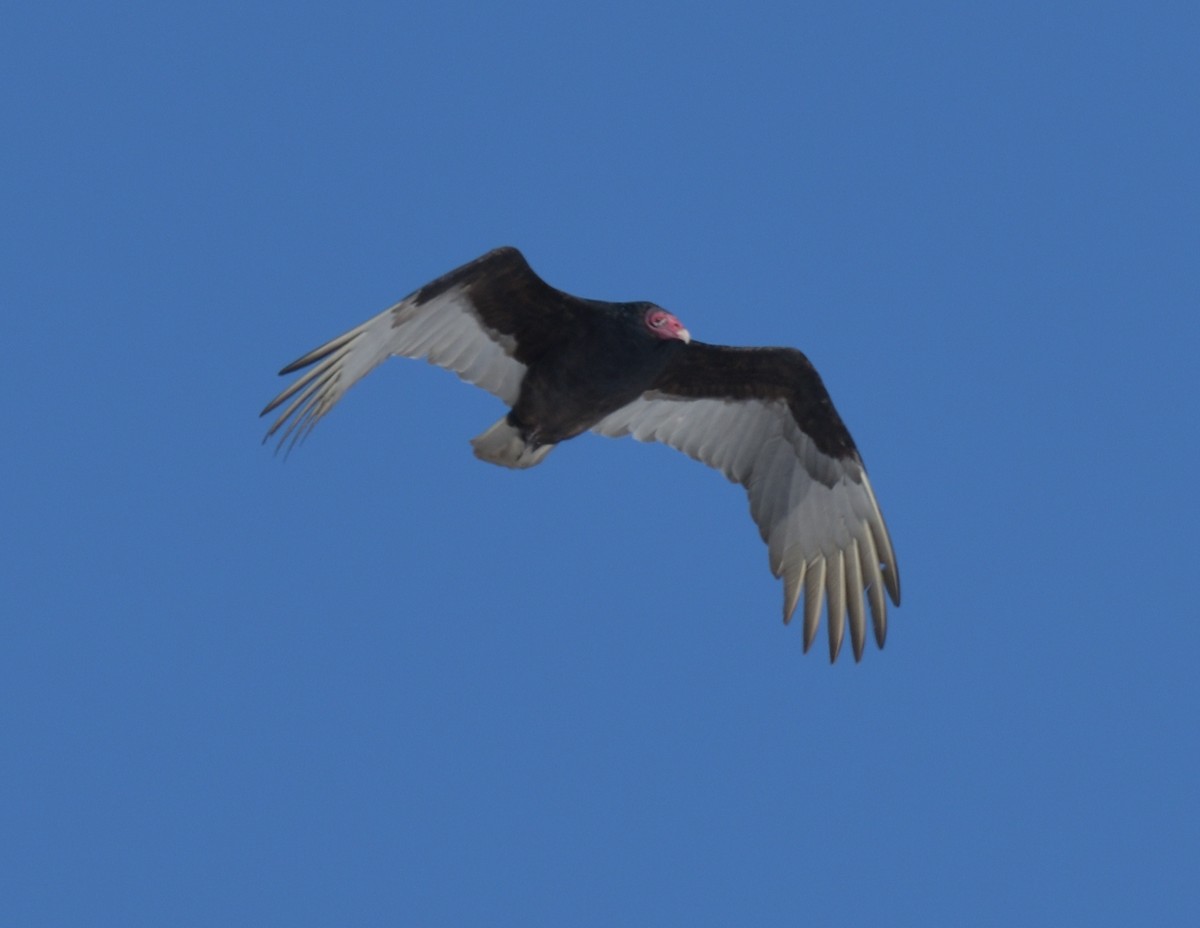 Turkey Vulture - ML554720091