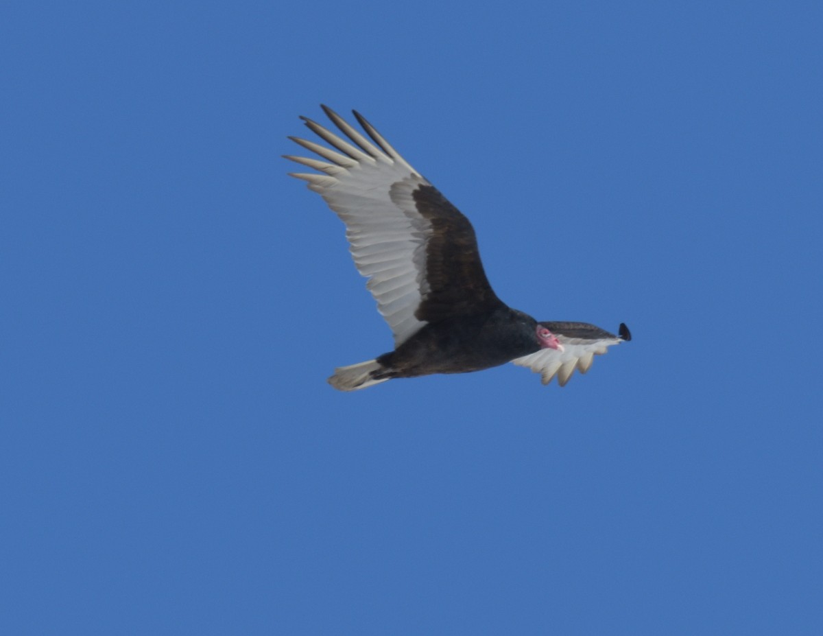 Turkey Vulture - ML554720101