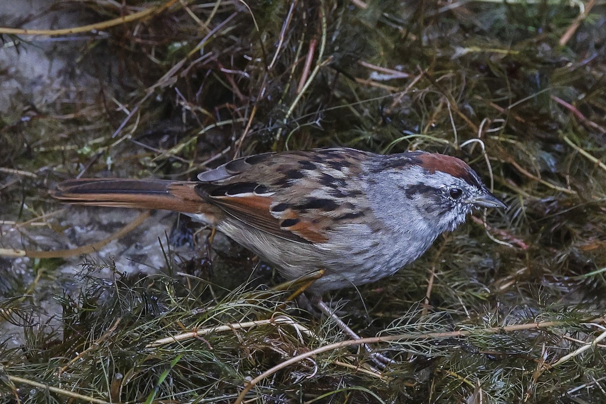 Swamp Sparrow - ML554720181