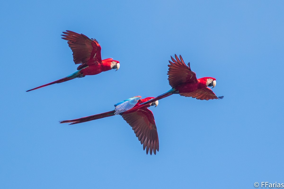 Red-and-green Macaw - Fernando Farias