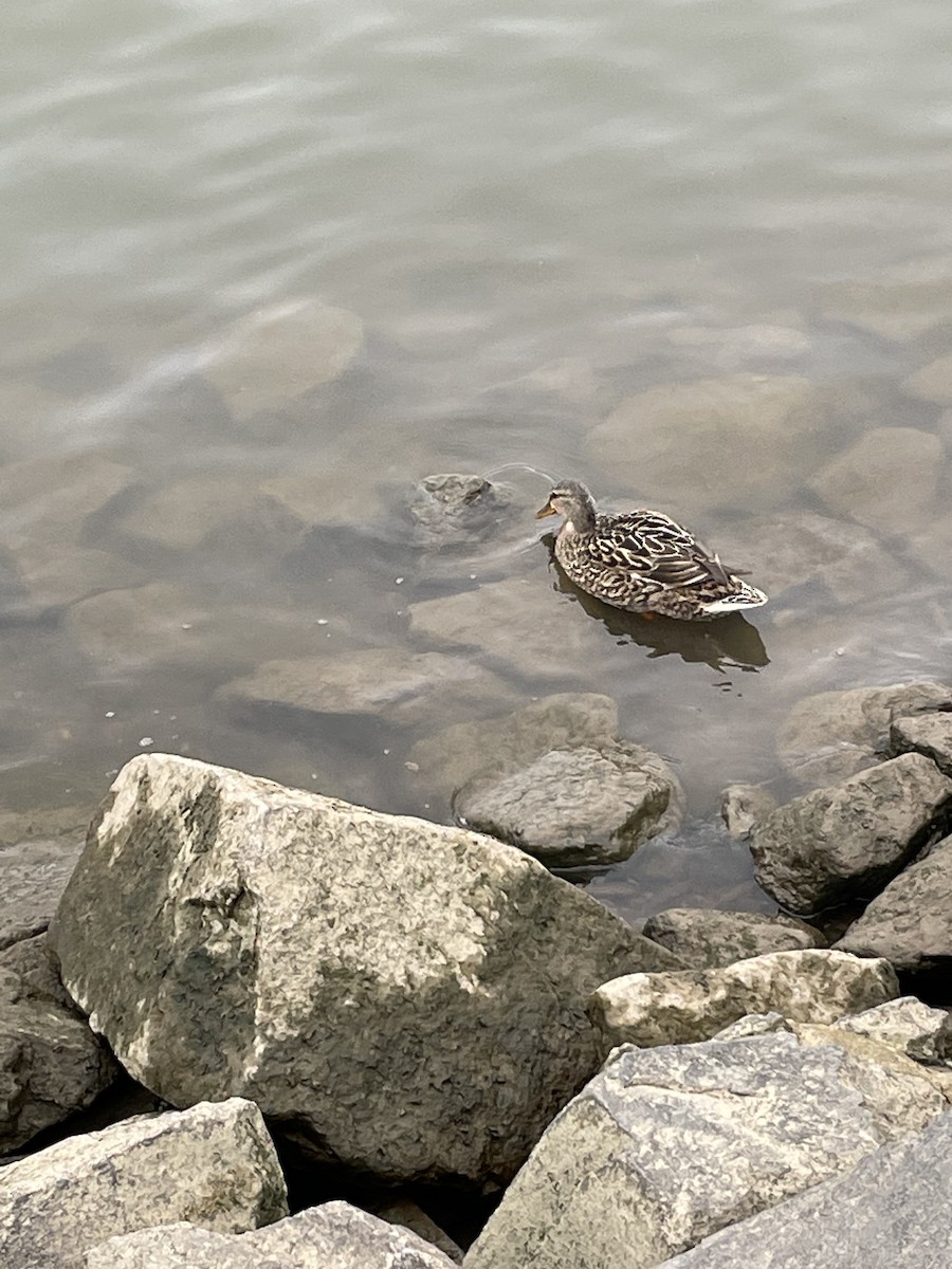 Canard colvert - ML554721921