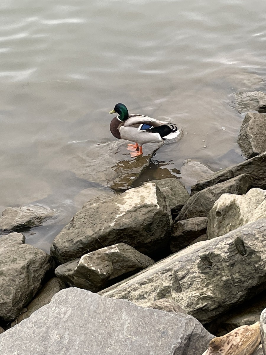 Canard colvert - ML554721941