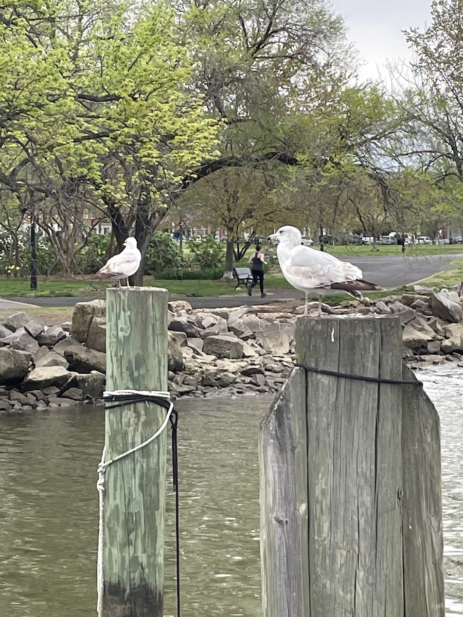 Ring-billed Gull - ML554722361