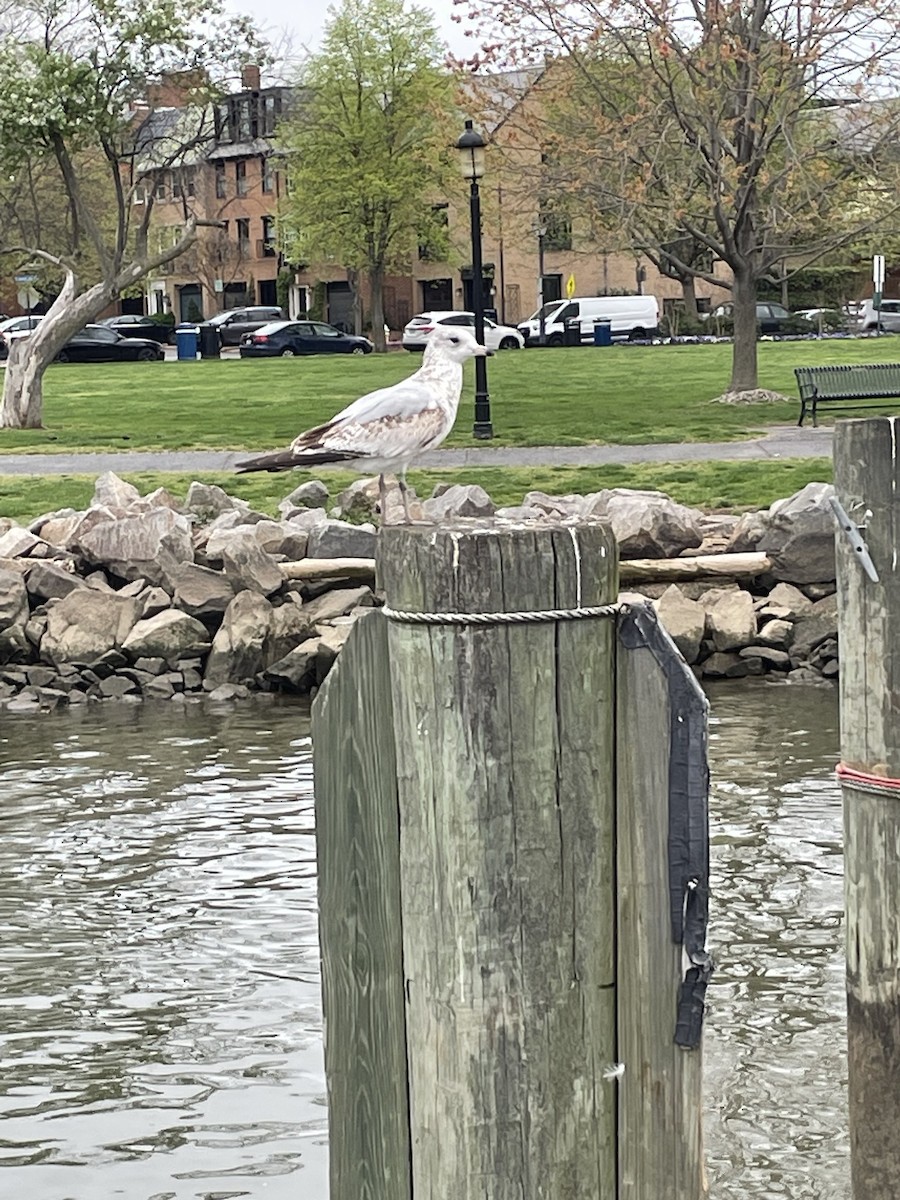 Ring-billed Gull - ML554722371