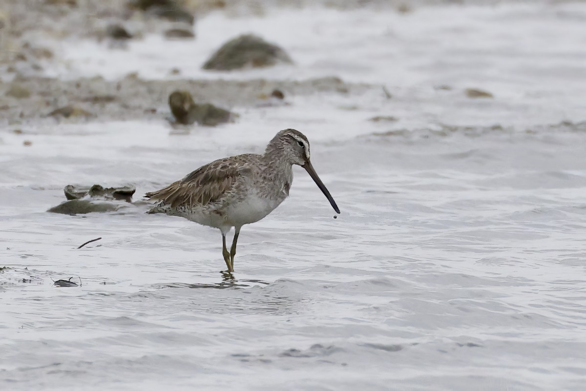 Short-billed Dowitcher - ML554722721