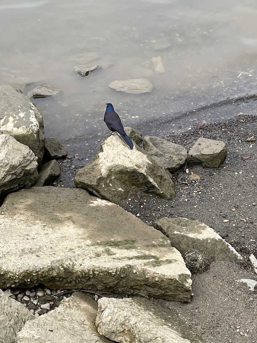 Common Grackle (Florida/Purple) - ML554722791