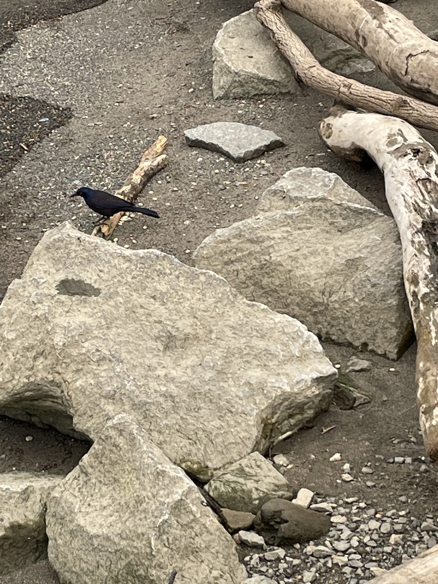 Common Grackle (Florida/Purple) - ML554722811