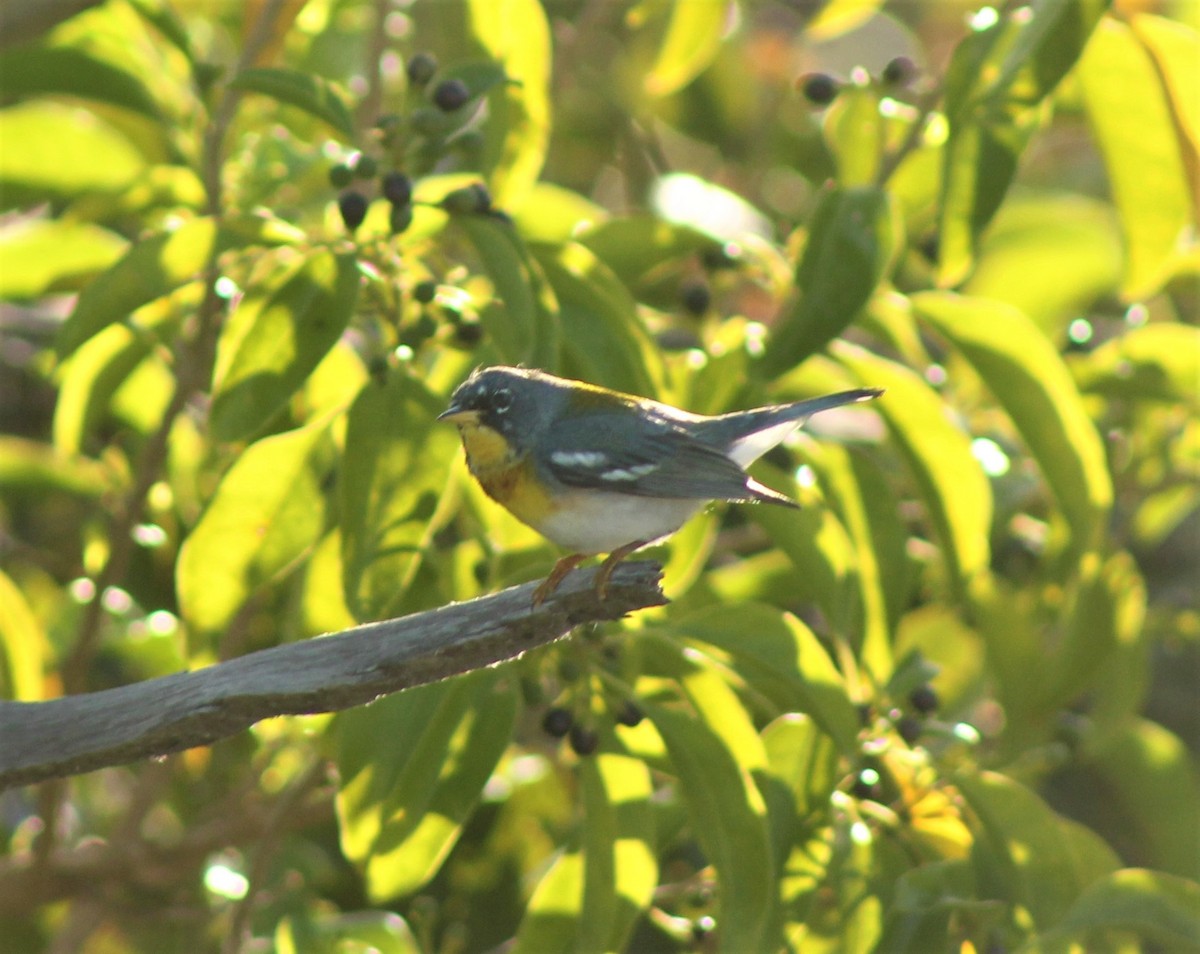 Parula Norteña - ML554723521